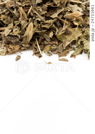 レモンバーム（メリッサ）: Lemon balm (Melissa officinalis) 24731661