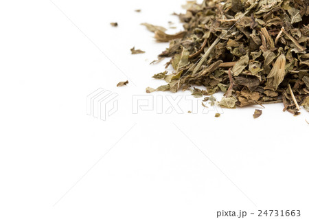 レモンバーム(メリッサ): Lemon balm (Melissa officinalis) レモンバーム(メリッサ): Lemon balm (Melissa officinalis) 24731663