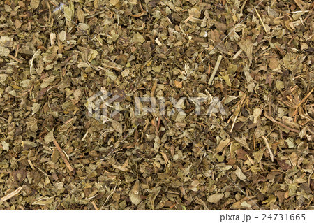 レモンバーム(メリッサ): Lemon balm (Melissa officinalis) レモンバーム(メリッサ): Lemon balm (Melissa officinalis) 24731665