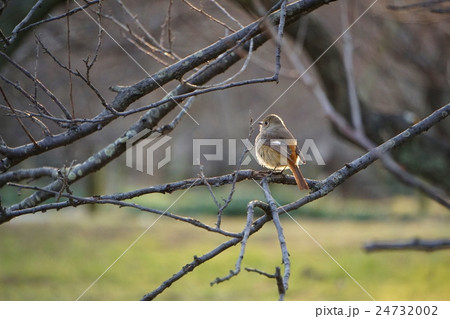 ジョウビタキ ジョウビタキ 24732002