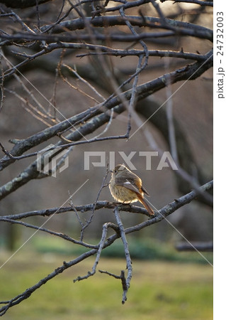 ジョウビタキ 24732003