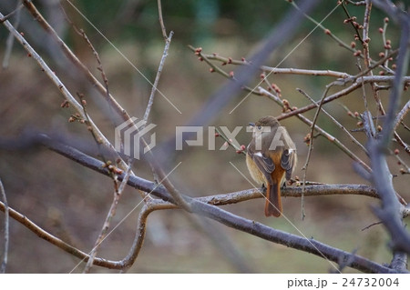 ジョウビタキ 24732004