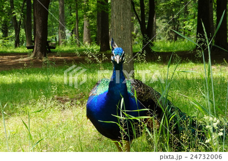 クジャク クジャク 24732006