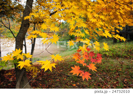 紅葉 24732010