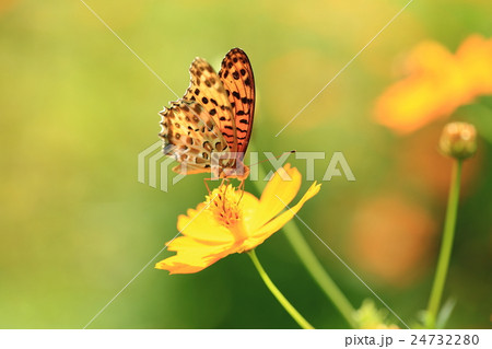 ツマグロヒョウモン(♂)とキバナコスモス⑨ ツマグロヒョウモン(♂)とキバナコスモス⑨ 24732280