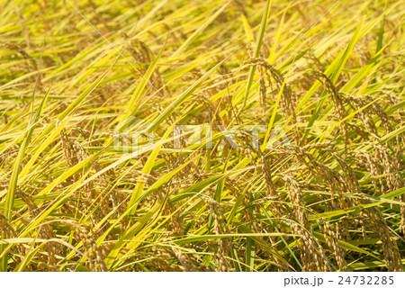収穫前の黄金色の稲穂 24732285