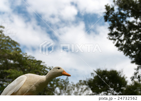 公園で遊ぶコールダック1羽 公園で遊ぶコールダック1羽 24732562