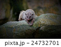 Banded Mongoose 24732701