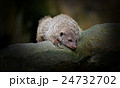 Banded Mongoose 24732702