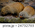 Banded Mongoose 24732703