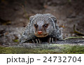 Banded Mongoose 24732704