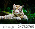 White Tiger 24732705