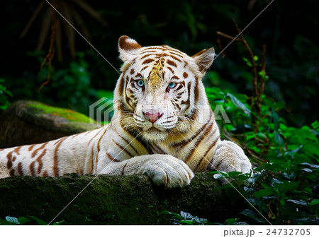 White Tiger White Tiger 24732705