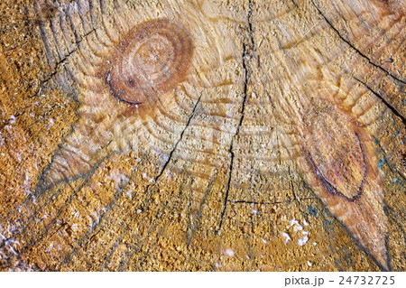 Close up section of a tree trunk. 24732725