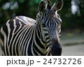 Zebra 24732726
