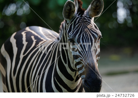 Zebra Zebra 24732726