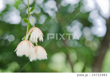 Elaeocarpus hainanensis or Elaeocarpus grandiflora 24732983