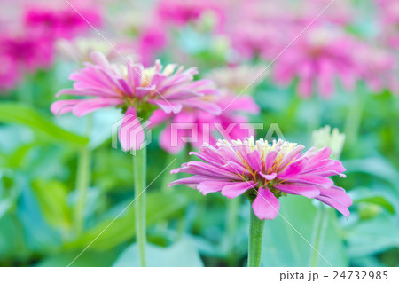 Hybrid Aster flower in flowerbed garden Sirikit 24732985