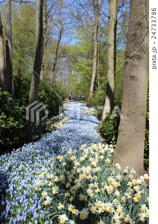 キューケンホフ公園の綺麗な花畑 キューケンホフ公園の綺麗な花畑 24733786