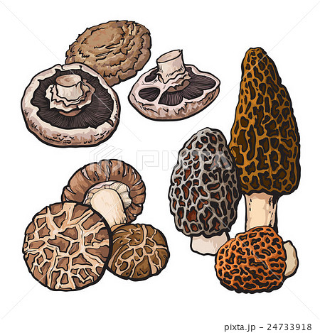 Set of portobello, morel and shiitake edible Set of portobello, morel and shiitake edible 24733918