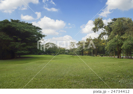 Green grass and trees in public park 24734412