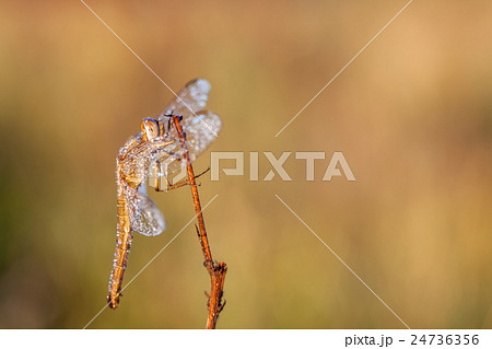 dragonfly in close up dragonfly in close up 24736356