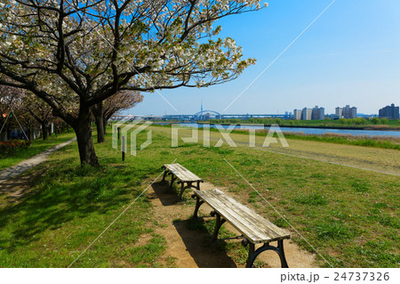 荒川堤の五色桜・一葉と東京スカイツリー 荒川堤の五色桜・一葉と東京スカイツリー 24737326