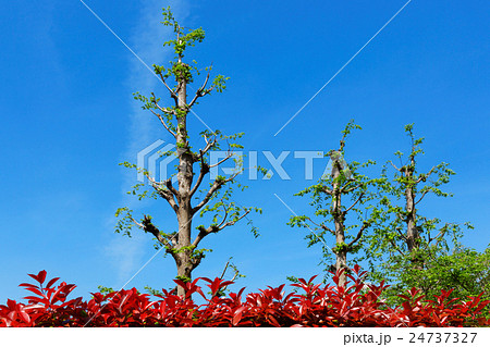 荒川遊園沿いの遊歩道の紅要の垣根と若葉に新緑 荒川遊園沿いの遊歩道の紅要の垣根と若葉に新緑 24737327