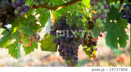 Grapes changing color during veraison 24737806