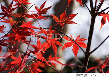 紅葉もみじ 紅葉もみじ 24738358