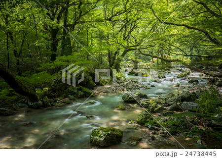 新緑の小田深山(愛媛県喜多郡内子町) 新緑の小田深山(愛媛県喜多郡内子町) 24738445