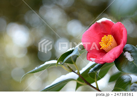 椿の花と雪 24738561