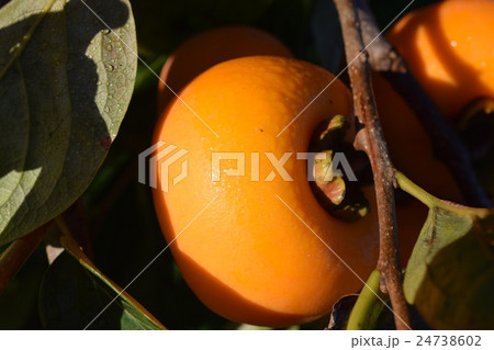 収穫間近の柿 24738602