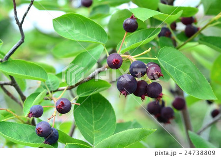 ジューンベリー 24738809