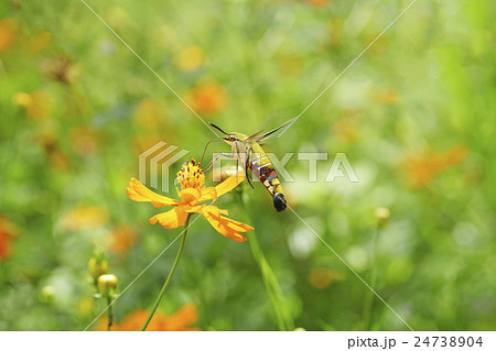 Hawk Moth on flower,Butterfly on orange flower Hawk Moth on flower,Butterfly on orange flower 24738904