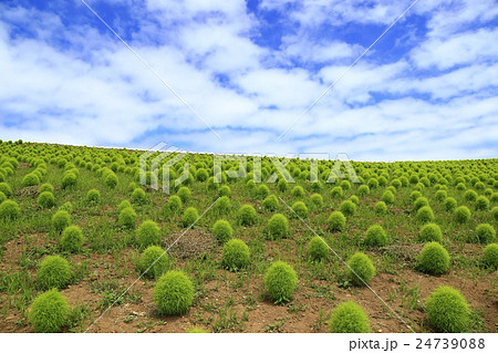 コキアの丘 コキアの丘 24739088