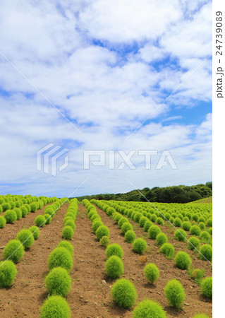 夏のコキア 24739089