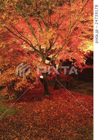 紅葉のライトアップ 紅葉のライトアップ 24739178