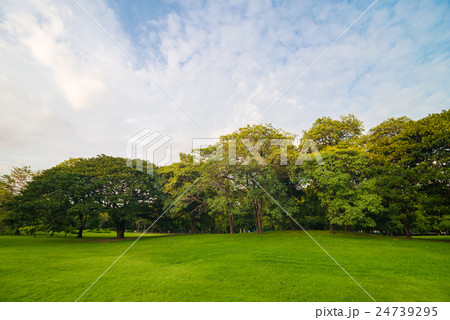 Green grass meadow field on public central park Green grass meadow field on public central park 24739295