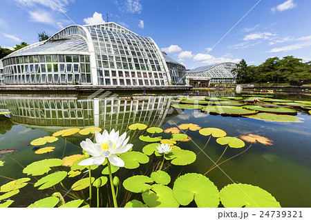 京都府立植物園の風景 24739321
