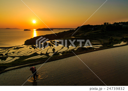 土谷棚田の夕暮れ 長崎県松浦市 土谷棚田の夕暮れ 長崎県松浦市 24739832
