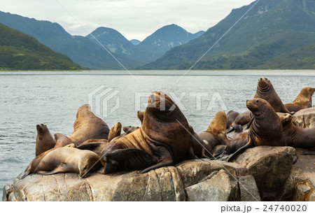 Rookery Steller sea lions. Island in Pacific Ocean 24740020