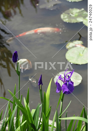 勸修寺のカキツバタ 勸修寺のカキツバタ 24740029