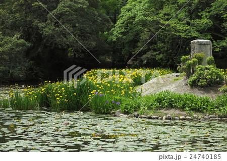勸修寺のキショウブ 勸修寺のキショウブ 24740185