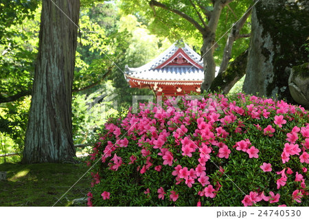 當麻寺奥の院のサツキ 24740530