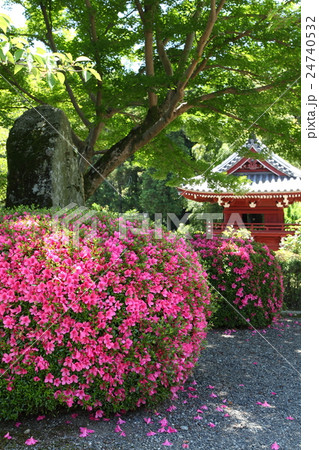 當麻寺奥の院のサツキ 當麻寺奥の院のサツキ 24740532