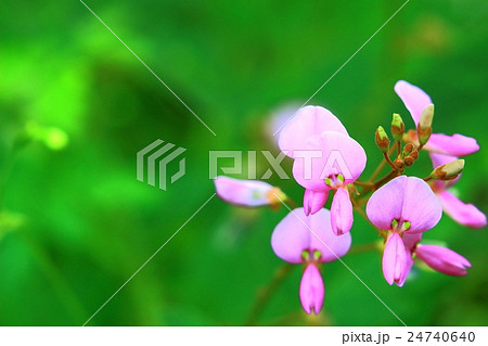 アレチヌスビトハギの花 24740640