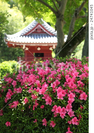 當麻寺奥の院のサツキ 24741045