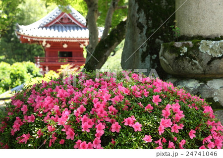 當麻寺奥の院のサツキ 24741046