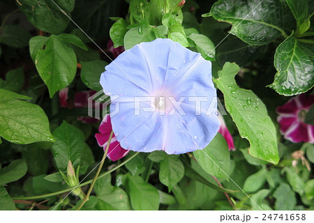 花壇の花「朝顔：アサガオ」大阪府枚方市 24741658